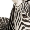 FastRidingZebra